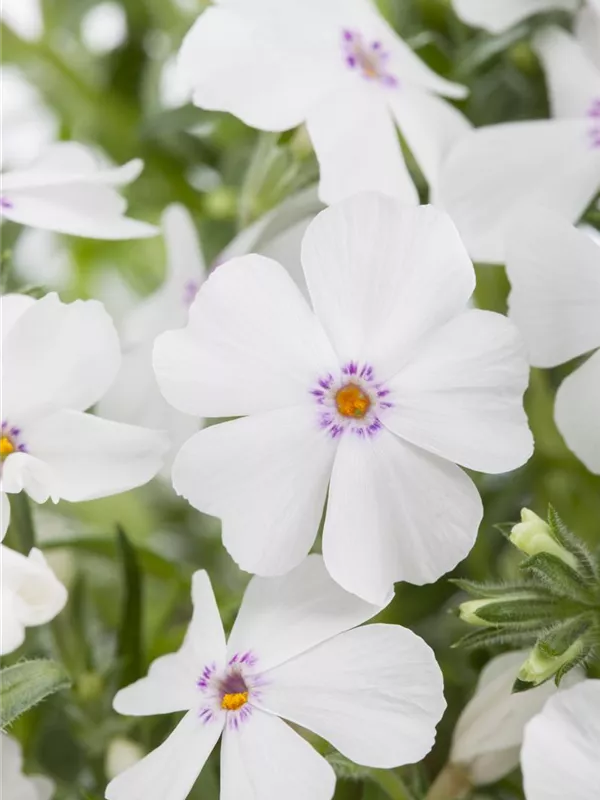 Phlox Subulata Garten Teppich Flammenblume Gartenvielfalt