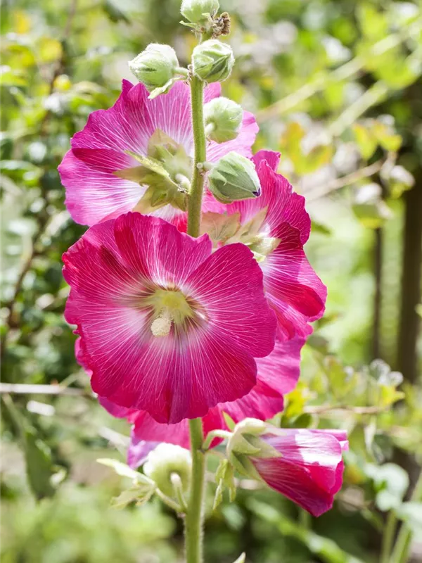 Alcea Rosea Stockrose Gartenvielfalt