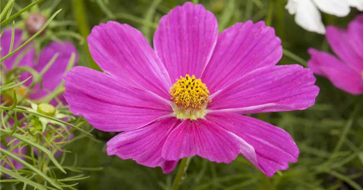 Cosmos Bipinnatus Fiederbl Ttriges Schmuckk Rbchen Gartenvielfalt