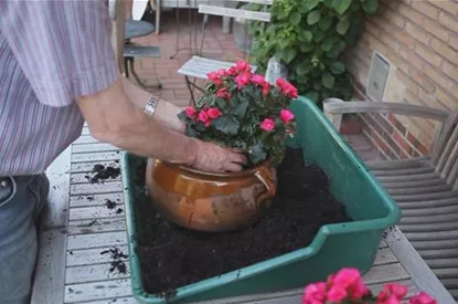 Blumenkübel - Bepflanzen mit mehreren Sommerblumen