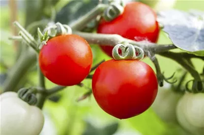 Alte Tomatensorten gibt es auch fürs Freiland