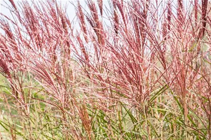 Ziergräser im Garten sind vielfältig einsetzbar 