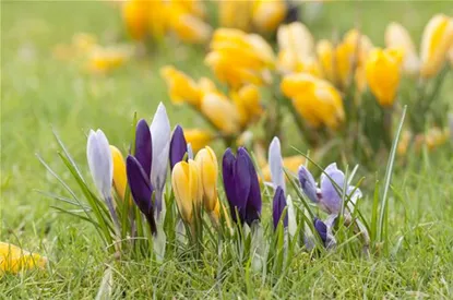 Krokus pflanzen: Der Klassiker im Frühlingsbeet