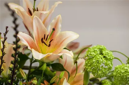 Lilien – Königinnen im Garten