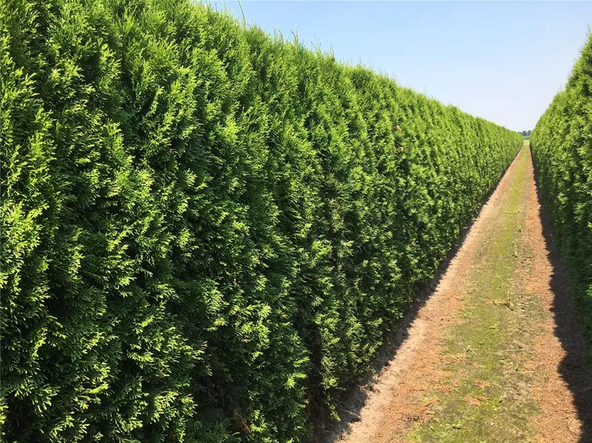 Thuja occidentalis Smaragd 