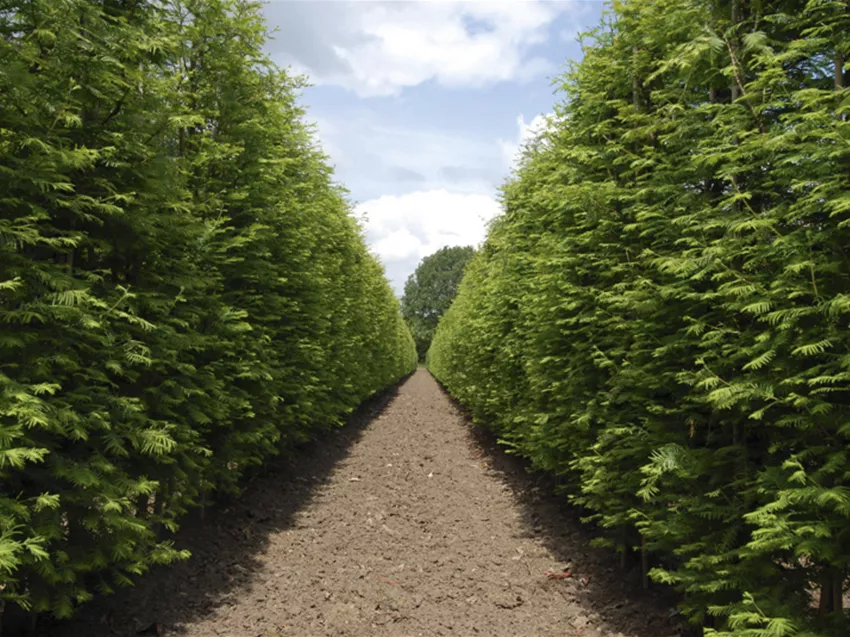 Metasequoia glyptostroboides