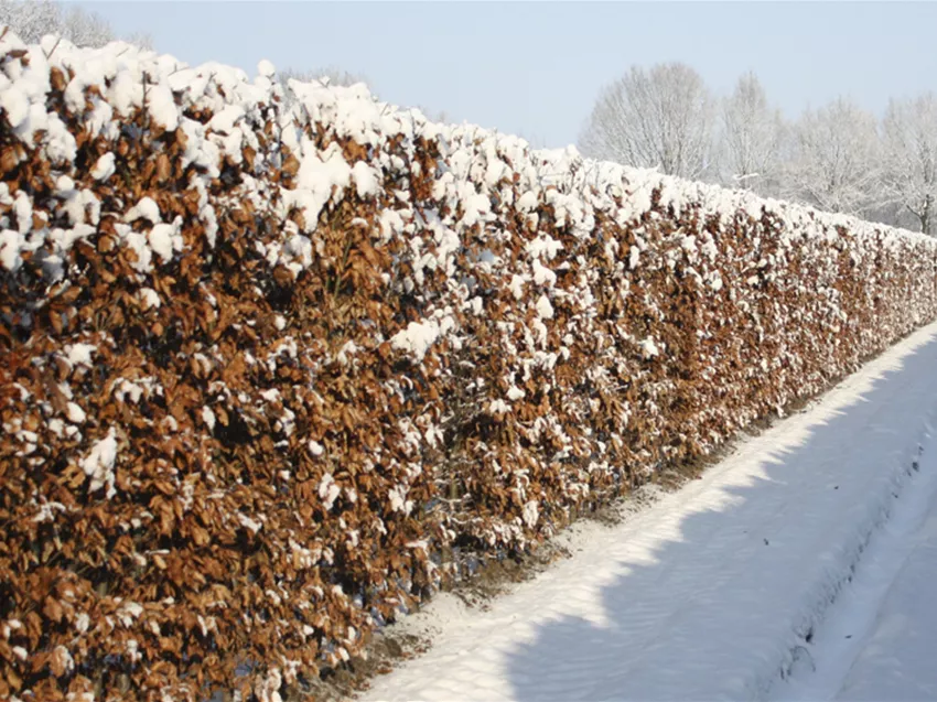 Fagus sylvatica, Rotbuche