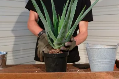 Aloe Vera - Umtopfen