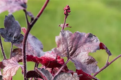 Silberglöckchen - Einpflanzen im Garten