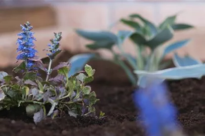 Kriechender Günsel - Einpflanzen im Garten