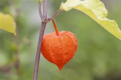 Die Lampionblume: alles andere als ein Nachtschattengewächs