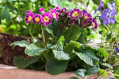 Tolle Frühblüher starten bunt ins Gartenjahr