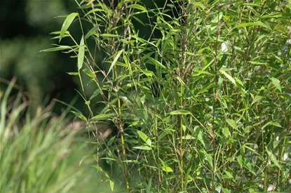 Bambus – das exotische Multitalent im Garten