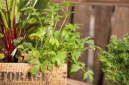 Mit Urban Gardening vom Balkon zur Kräuter-Oase