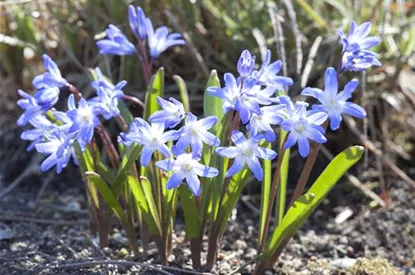 Blumenzwiebeln im Steingarten – So gelingt die Farbenpracht