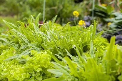 Ein bunter Salat auf dem Balkon mit Urban Gardening