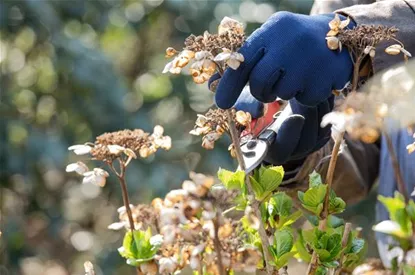 Alte Blütenstände machen Platz für neue Blüten