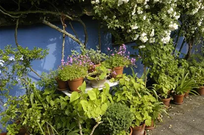 Die Blumentreppe – Blüten wollen hoch hinaus