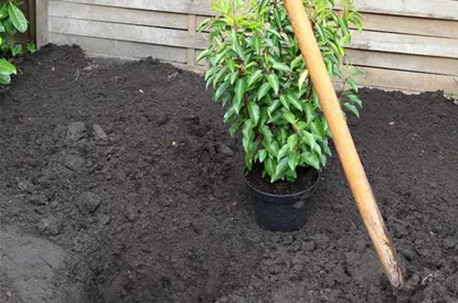 Portugiesische Kirschlorbeer - Einpflanzen im Garten