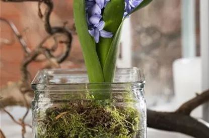 Weihnachtliche Geschenkidee: Blumenzwiebeln im Glas