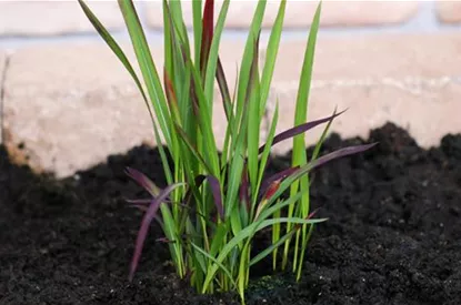 Japanisches Blutgras - Einpflanzen im Garten