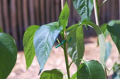 Jalapeno Paprika- Einpflanzen im Gemüsebeet