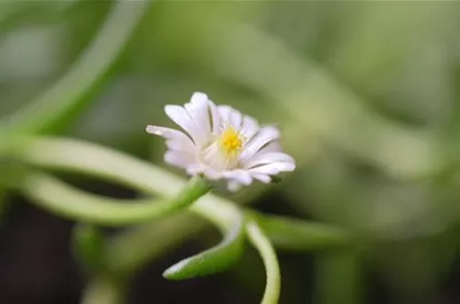 Kriechende Mittgsblume - Einpflanzen im Garten