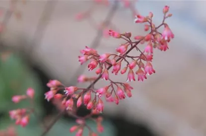 Echtes Purpurglöckchen (Heuchera)- Einpflanzen im Garten