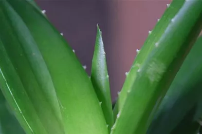 Aloe Vera (klein) - Umtopfen